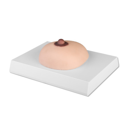 Modèle de palpation du cancer du sein taille réelle