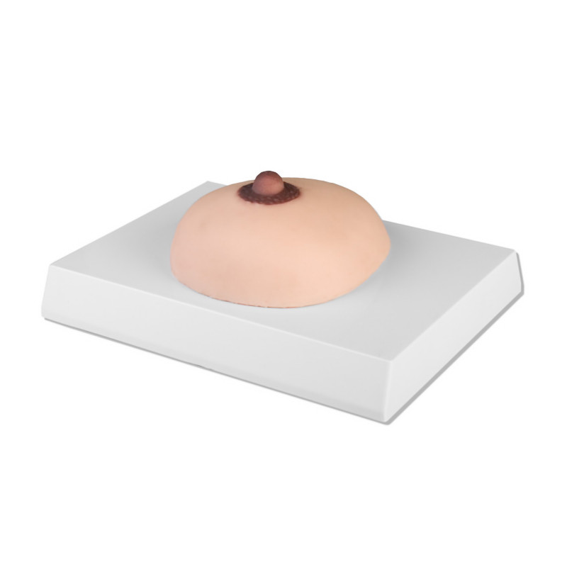 Modèle de palpation du cancer du sein taille réelle