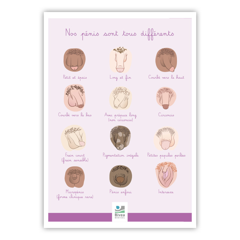 poster différentes formes de pénis illustrées