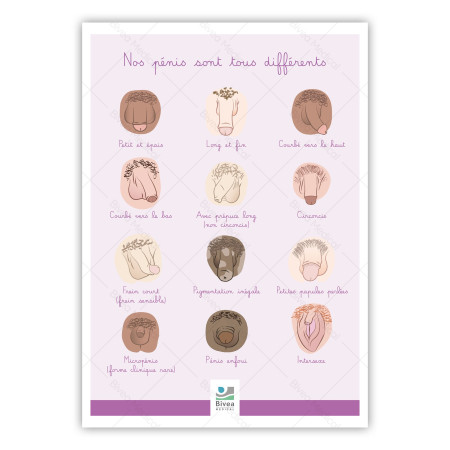 poster différentes formes de pénis illustrées avec filigrane