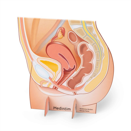 Représentation du bassin féminin en carton recto