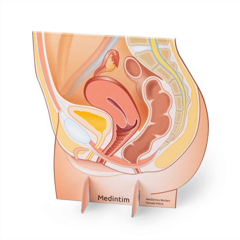 Représentation du bassin féminin en carton verso
