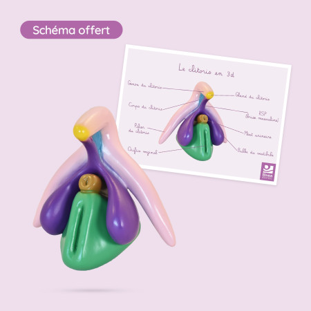 modèle clitoris avec schéma anatomique offert
