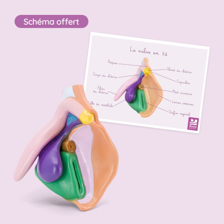 modèle de vulve claire en PVC avec schéma offert