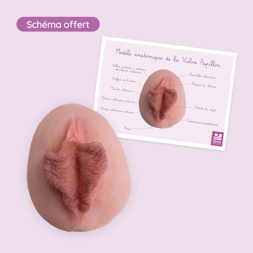 carte vulve papillon légendée