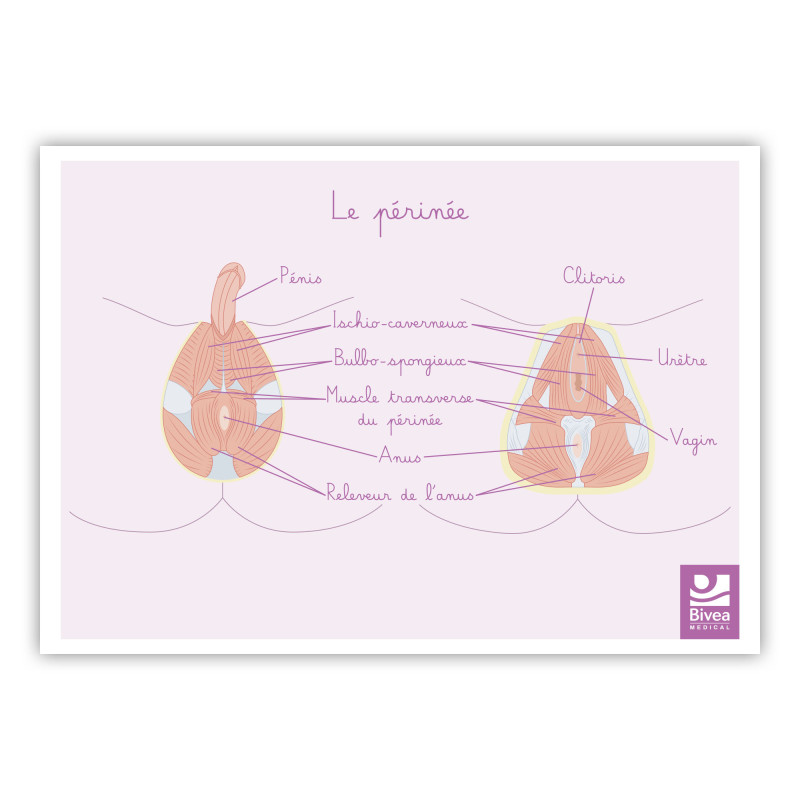 schéma anatomique du périnée