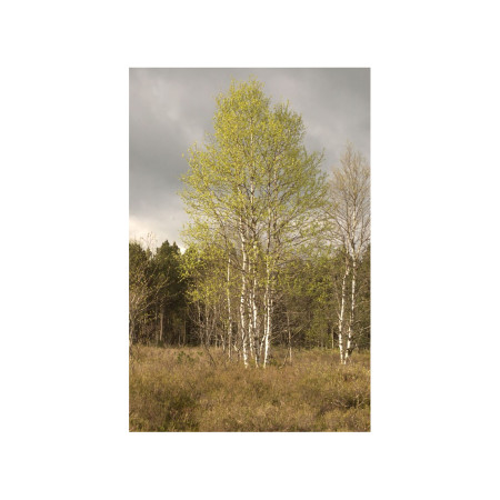 Sève de bouleau bio