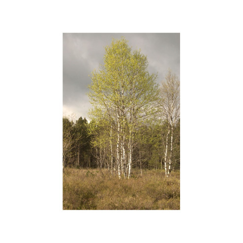 Sève de bouleau bio