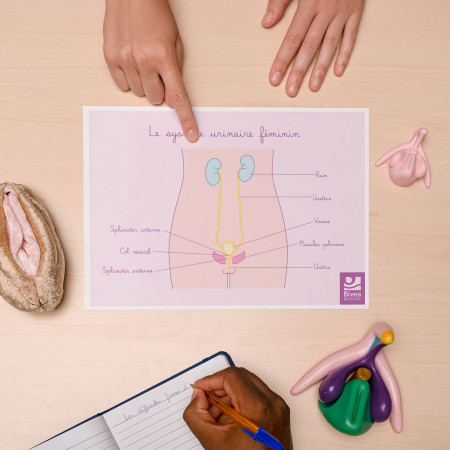 schéma recto verso de l'appareil urinaire féminin et des muscles du périnée