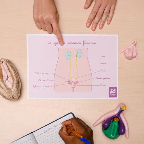 schéma appareil urinaire de la femme posé sur un bureau