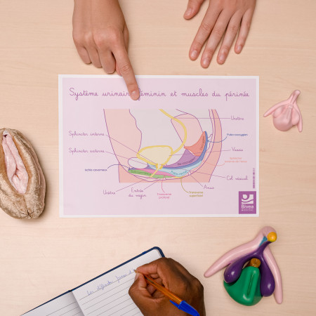 schéma muscles du périnée de profil de la femme posé sur un bureau