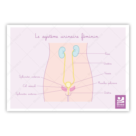schéma appareil urinaire de la femme de face