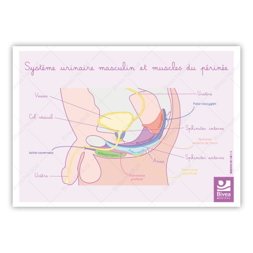 schéma muscles du périnée masculin  de profil
