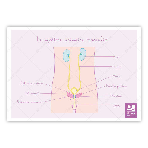schéma appareil urinaire masculin de profil