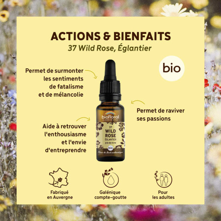 Fleurs de Bach Eglantier n° 37