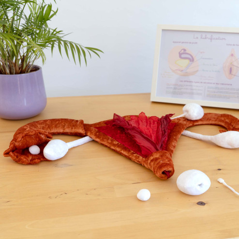Modèle anatomique utérus et ovaires en peluche grand sur un bureau