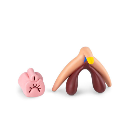 modèle de clitoris 3d en silicone