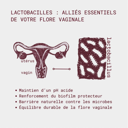 actions lactobacilles sur la flore intime