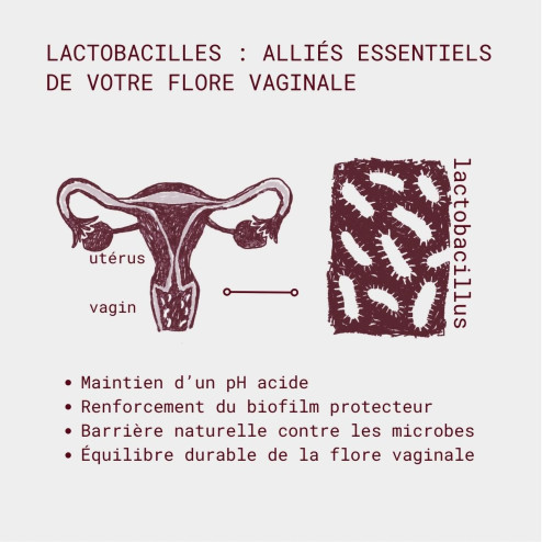 actions lactobacilles sur la flore intime