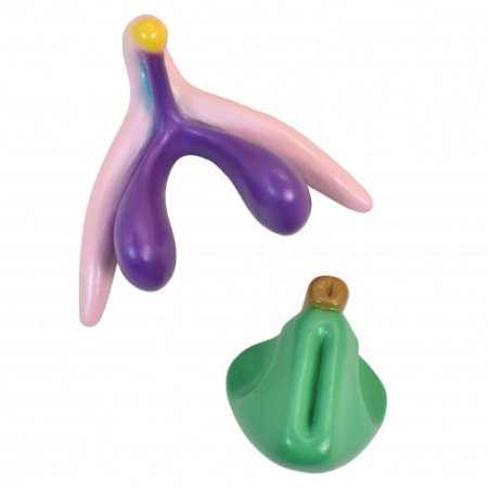 Clitoris 3D emboitable