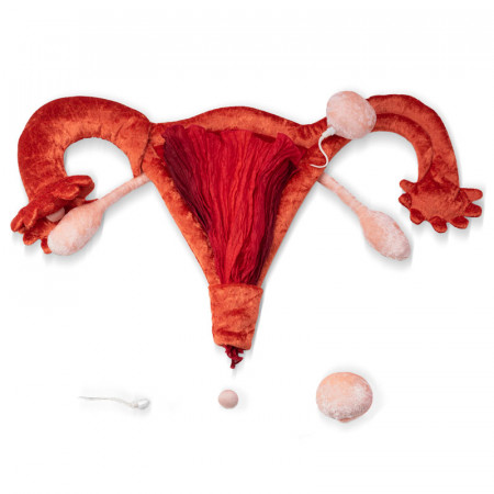Modèle anatomique utérus et ovaires en peluche grand Paomi