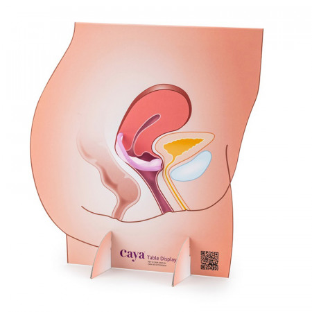 Représentation de l'appareil génital féminin avec un diaphragme en carton moins détaillée