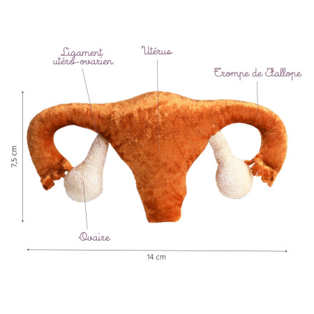 Détails anatomiques utérus