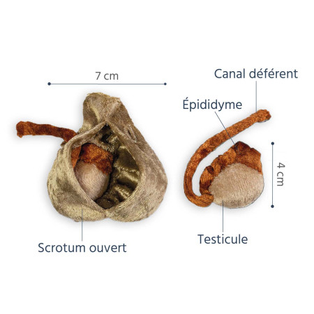 Caractéristiques scrotum et testicules en peluche