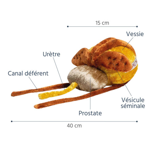Caractéristiques modele anatomique prostate et vessie