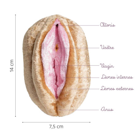Caractéristiques modele anatomique vagin et vulve Paomi