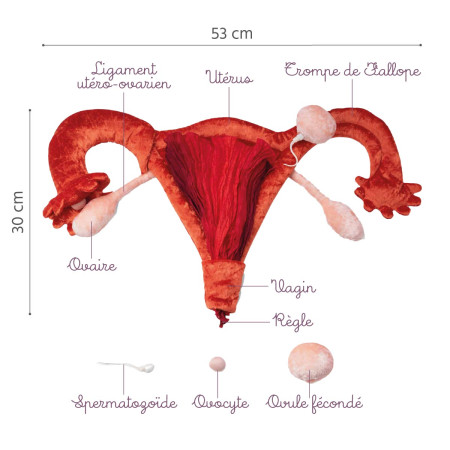 Caractéristiques utérus et ovaires en peluche