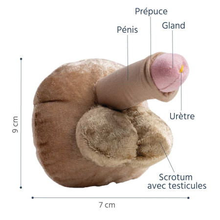 Caractéristiques du modele anatomique penis petit