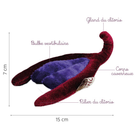 Caractéristiques du modele clitoris Paomi