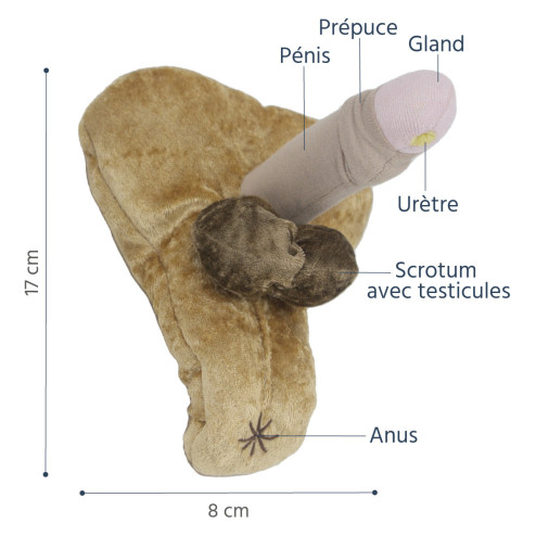 Caractéristiques du modèle anatomique de pénis avec Hypospadias non circoncis en peluche