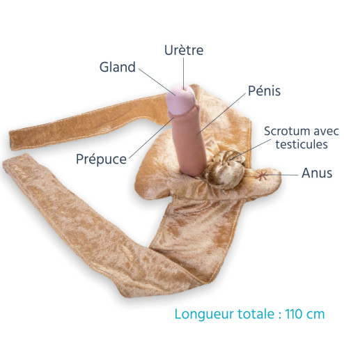 Caractéristiques du modèle anatomique de pénis en peluche avec ceinture