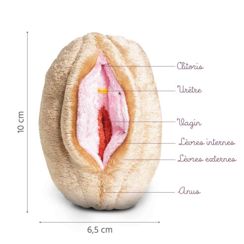 Caractéristiques modèle vagin + vulve en petit