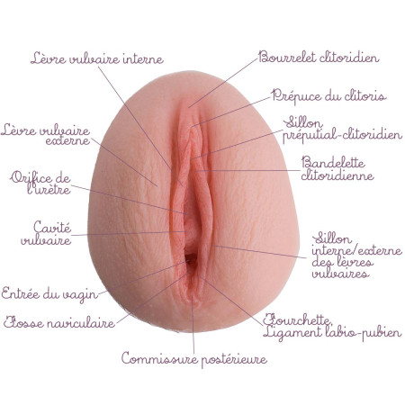 modèle vulve pêche en silicone légendé