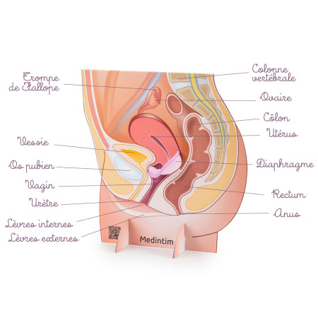 Représentation de l'appareil génital féminin avec un diaphragme à taille unique légendes