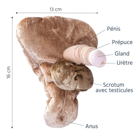 Caractéristiques pénis petit paomi