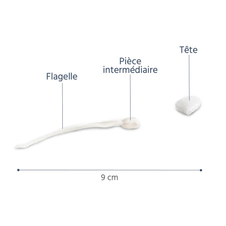 Caractéristiques du modele anatomique spermatozoide