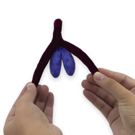Clitoris féminin en peluche Paomi tenu par deux mains