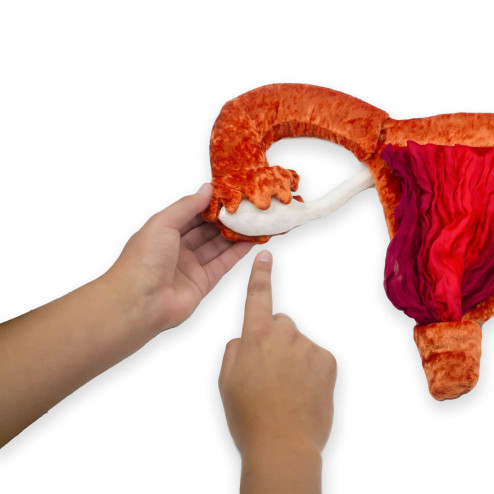 Modèle anatomique utérus et ovaires en peluche