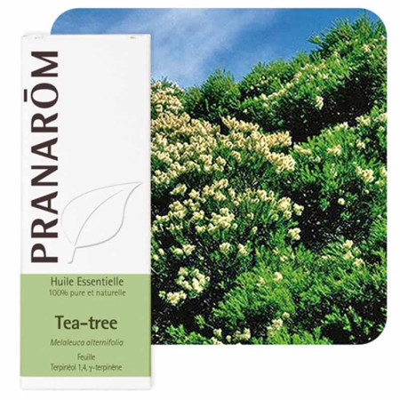 Huile essentielle Tea Tree