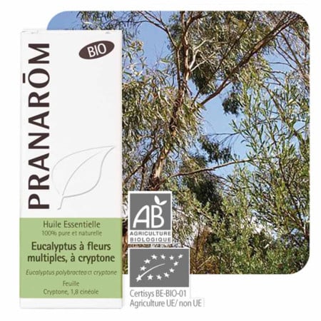Huile essentielle Eucalyptus fleurs à cryptone Bio