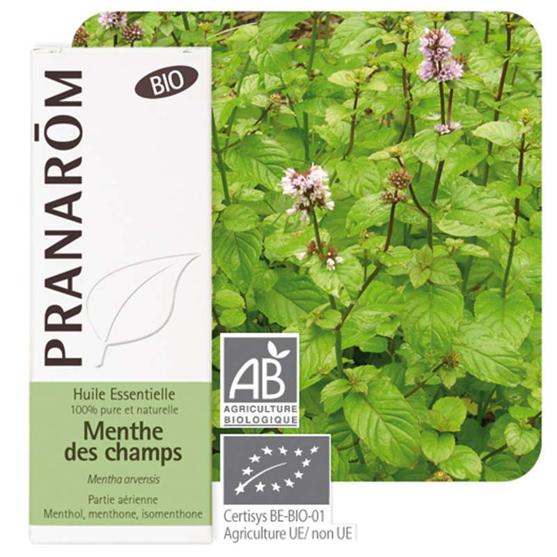 Huile essentielle Menthe des champs Bio