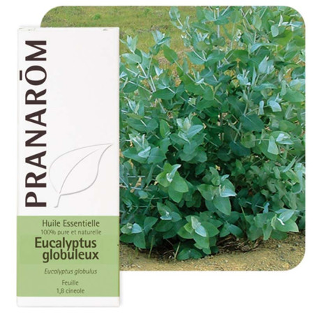 Huile essentielle Eucalyptus globuleux