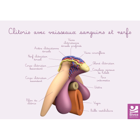 recto schéma anatomique Clitoris avec vaisseaux sanguins et nerfs