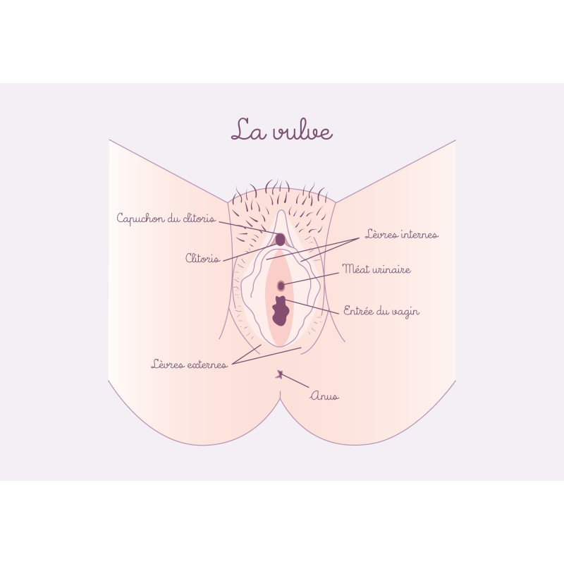 schéma anatomique de la vulve