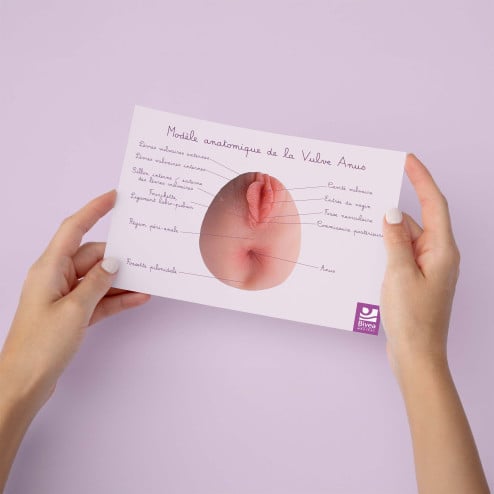 schéma anatomique anus avec vulve tenu dans des mains