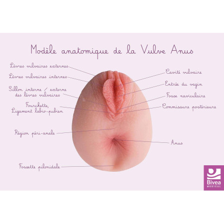 Carte anatomique Anus avec Vulve